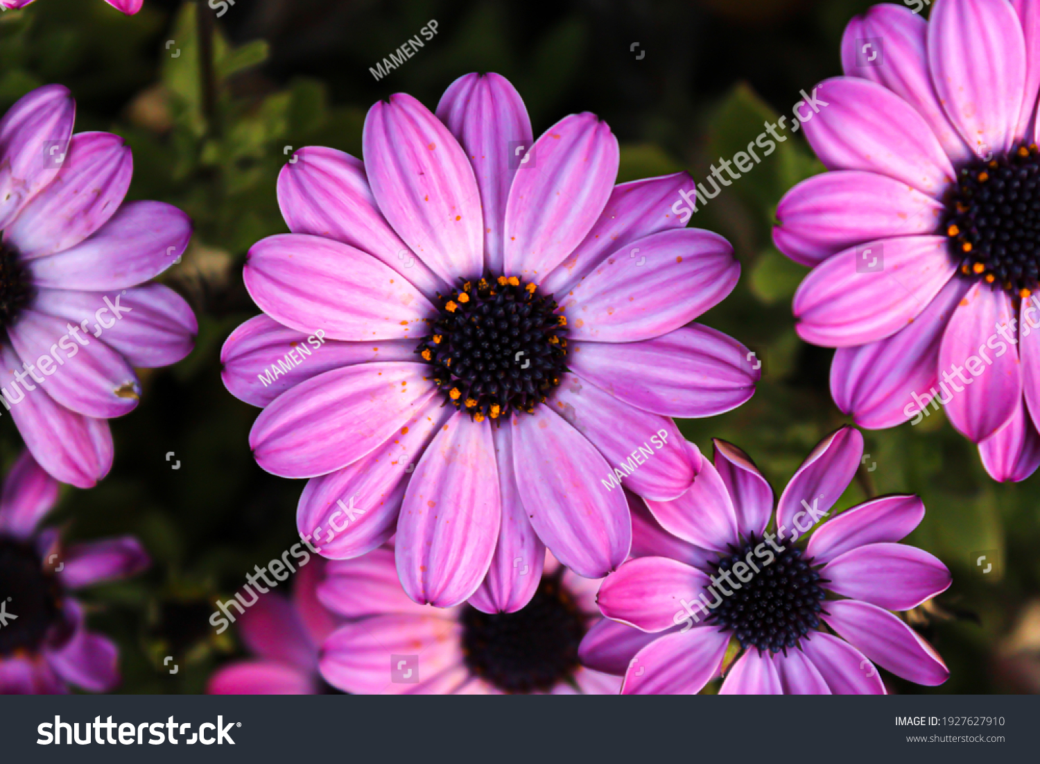 violetpurple的区别 violet和voilet的区别 