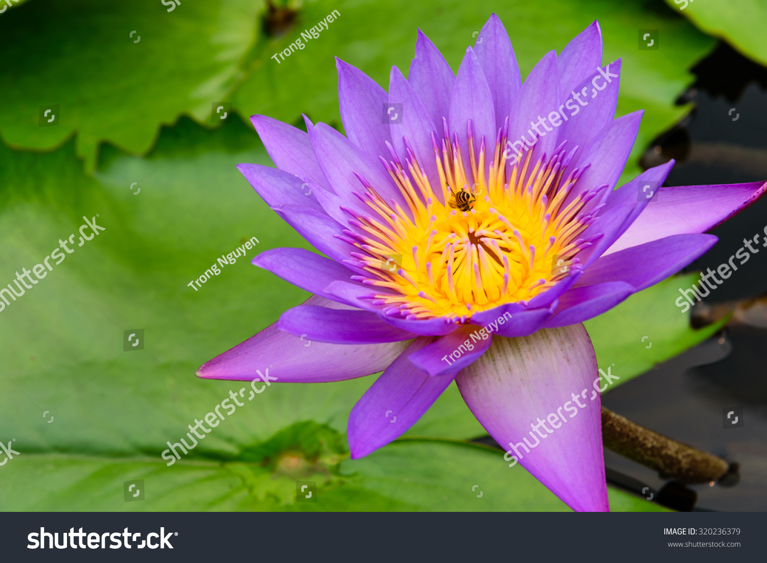 violetpurple的区别 violet和voilet的区别 